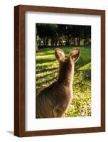 Eastern Gray Kangaroo, Queensland, Australia-Mark A Johnson-Framed Photographic Print