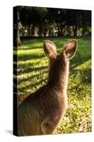 Eastern Gray Kangaroo, Queensland, Australia-Mark A Johnson-Stretched Canvas