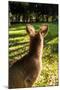 Eastern Gray Kangaroo, Queensland, Australia-Mark A Johnson-Mounted Photographic Print