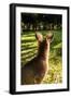 Eastern Gray Kangaroo, Queensland, Australia-Mark A Johnson-Framed Photographic Print