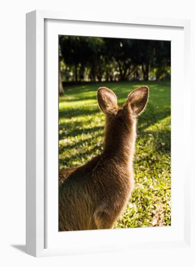 Eastern Gray Kangaroo, Queensland, Australia-Mark A Johnson-Framed Photographic Print