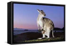 Eastern Gray Kangaroo-Theo Allofs-Framed Stretched Canvas