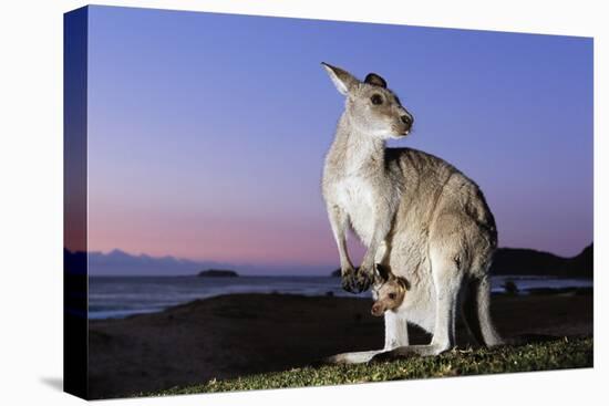 Eastern Gray Kangaroo-Theo Allofs-Stretched Canvas