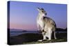 Eastern Gray Kangaroo-Theo Allofs-Stretched Canvas