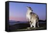 Eastern Gray Kangaroo-Theo Allofs-Framed Stretched Canvas