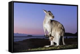 Eastern Gray Kangaroo-Theo Allofs-Framed Stretched Canvas
