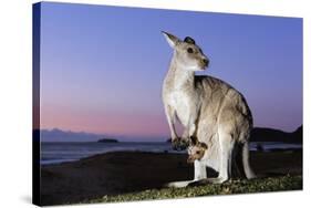 Eastern Gray Kangaroo-Theo Allofs-Stretched Canvas