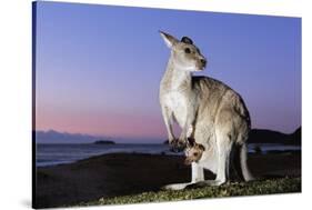 Eastern Gray Kangaroo-Theo Allofs-Stretched Canvas