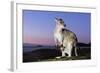 Eastern Gray Kangaroo-Theo Allofs-Framed Photographic Print