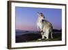 Eastern Gray Kangaroo-Theo Allofs-Framed Photographic Print