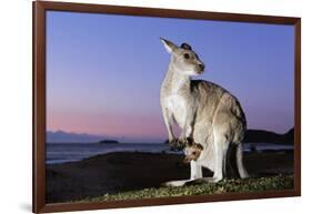 Eastern Gray Kangaroo-Theo Allofs-Framed Photographic Print