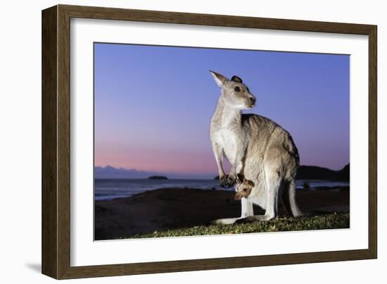 Eastern Gray Kangaroo-Theo Allofs-Framed Photographic Print