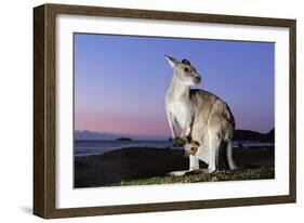 Eastern Gray Kangaroo-Theo Allofs-Framed Photographic Print