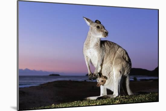 Eastern Gray Kangaroo-Theo Allofs-Mounted Photographic Print