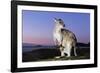 Eastern Gray Kangaroo-Theo Allofs-Framed Photographic Print