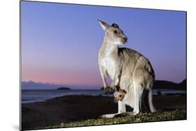 Eastern Gray Kangaroo-Theo Allofs-Mounted Photographic Print