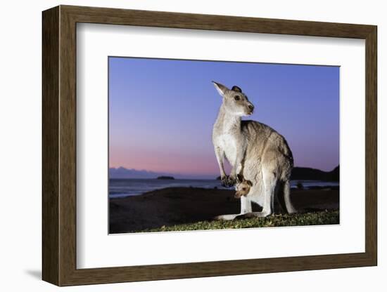 Eastern Gray Kangaroo-Theo Allofs-Framed Photographic Print