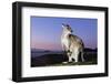 Eastern Gray Kangaroo-Theo Allofs-Framed Photographic Print