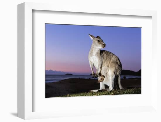 Eastern Gray Kangaroo-Theo Allofs-Framed Photographic Print