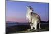 Eastern Gray Kangaroo-Theo Allofs-Mounted Photographic Print