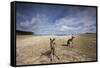 Eastern Gray Kangaroos on Beach in Murramarang National Park-Paul Souders-Framed Stretched Canvas