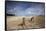 Eastern Gray Kangaroos on Beach in Murramarang National Park-Paul Souders-Framed Stretched Canvas