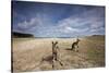 Eastern Gray Kangaroos on Beach in Murramarang National Park-Paul Souders-Stretched Canvas