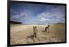 Eastern Gray Kangaroos on Beach in Murramarang National Park-Paul Souders-Framed Photographic Print