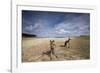 Eastern Gray Kangaroos on Beach in Murramarang National Park-Paul Souders-Framed Photographic Print