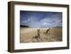 Eastern Gray Kangaroos on Beach in Murramarang National Park-Paul Souders-Framed Photographic Print