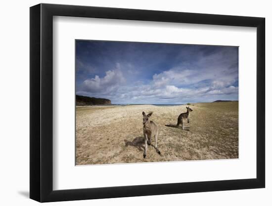 Eastern Gray Kangaroos on Beach in Murramarang National Park-Paul Souders-Framed Photographic Print