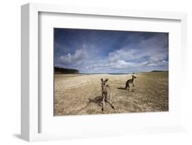 Eastern Gray Kangaroos on Beach in Murramarang National Park-Paul Souders-Framed Photographic Print