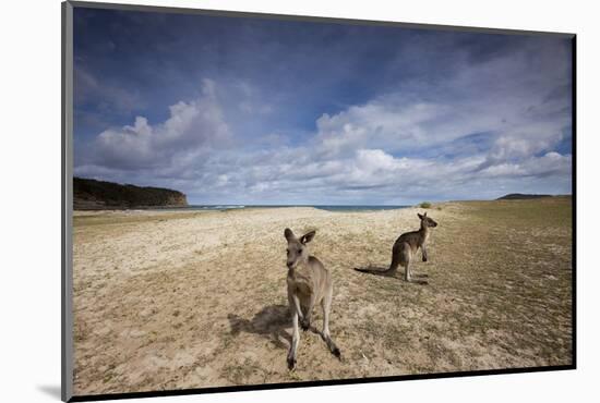 Eastern Gray Kangaroos on Beach in Murramarang National Park-Paul Souders-Mounted Photographic Print