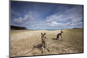 Eastern Gray Kangaroos on Beach in Murramarang National Park-Paul Souders-Mounted Photographic Print