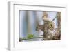 Eastern gray squirrel, Florida-Adam Jones-Framed Photographic Print