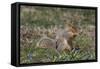 Eastern Gray Squirrel in Spring, Geneva, Illinois, USA-Lynn M^ Stone-Framed Stretched Canvas