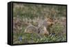 Eastern Gray Squirrel in Spring, Geneva, Illinois, USA-Lynn M^ Stone-Framed Stretched Canvas