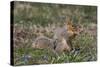 Eastern Gray Squirrel in Spring, Geneva, Illinois, USA-Lynn M^ Stone-Stretched Canvas