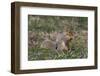 Eastern Gray Squirrel in Spring, Geneva, Illinois, USA-Lynn M^ Stone-Framed Photographic Print