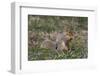 Eastern Gray Squirrel in Spring, Geneva, Illinois, USA-Lynn M^ Stone-Framed Photographic Print