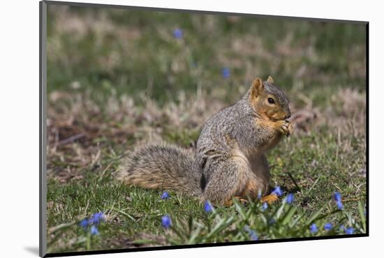Eastern Gray Squirrel in Spring, Geneva, Illinois, USA-Lynn M^ Stone-Mounted Photographic Print