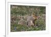 Eastern Gray Squirrel in Spring, Geneva, Illinois, USA-Lynn M^ Stone-Framed Photographic Print