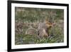 Eastern Gray Squirrel in Spring, Geneva, Illinois, USA-Lynn M^ Stone-Framed Photographic Print