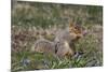 Eastern Gray Squirrel in Spring, Geneva, Illinois, USA-Lynn M^ Stone-Mounted Photographic Print