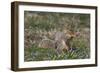 Eastern Gray Squirrel in Spring, Geneva, Illinois, USA-Lynn M^ Stone-Framed Photographic Print