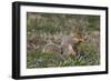 Eastern Gray Squirrel in Spring, Geneva, Illinois, USA-Lynn M^ Stone-Framed Photographic Print