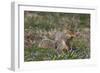 Eastern Gray Squirrel in Spring, Geneva, Illinois, USA-Lynn M^ Stone-Framed Photographic Print