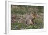 Eastern Gray Squirrel in Spring, Geneva, Illinois, USA-Lynn M^ Stone-Framed Photographic Print