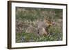Eastern Gray Squirrel in Spring, Geneva, Illinois, USA-Lynn M^ Stone-Framed Photographic Print