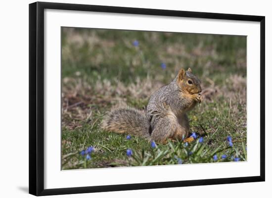 Eastern Gray Squirrel in Spring, Geneva, Illinois, USA-Lynn M^ Stone-Framed Photographic Print